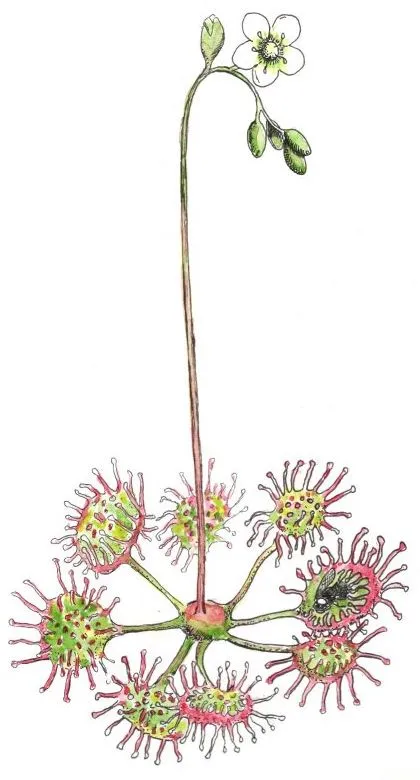 Le drosera, emblème des Éditions du Drosera