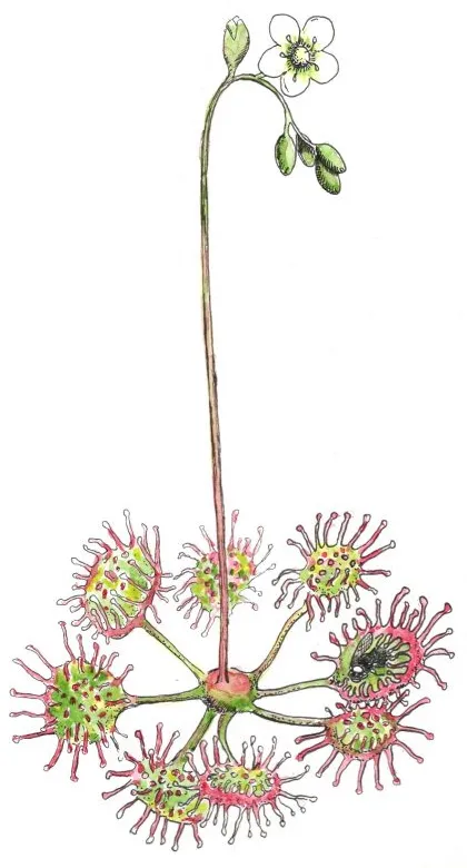 Logo Éditions Drosera